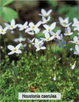 Houstonia caerulea