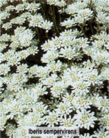 Iberis sempervirens