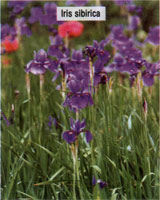 Iris sibirica