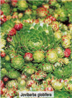 Jovibarba globifera, син. Sempervivum