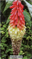 Kniphofia uvaria