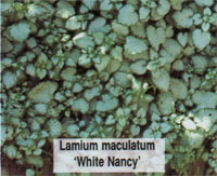 Lamium maculatum White Nancy