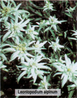 Leontopodium alpinum