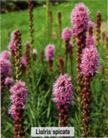 Liatris spicata