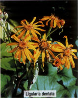 Ligularia dentata