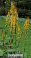 Ligularia Przewalskii