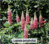 Lupinus polyphyllus