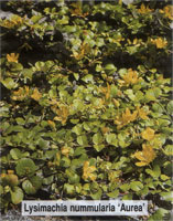 Lysimachia nummularia Aurea