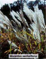 Miscanthus sacchariflorus