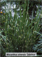 Miscanthus sinensis Zebrinus