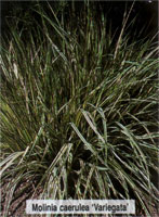 Molinia coerulea Variegata