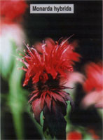 Monarda hybrida