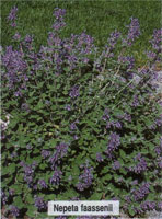 Nepeta Faassenii