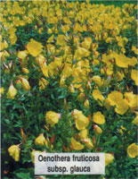 Oenothera fruticosa subsp. glauca