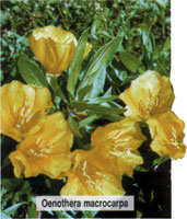 Oenothera macrocarpa