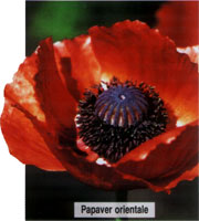 Papaver orientale