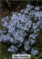 Phlox divaricate