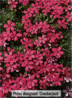 Phlox douglasii Crackerjack