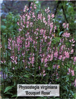 Physostegia virglniana Bouquet Rose