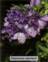 Polemonium caeruleum