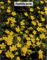 Potentilla aurea