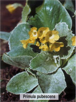 Primula pubescens