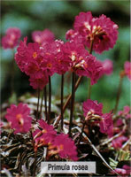 Primula rosea