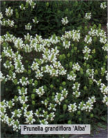 Prunella grandiflora Alba
