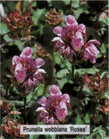 Prunella webbiana Rosea