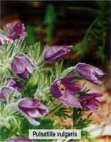 Pulsatilla vulgaris