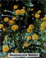 Ranunculus acris Multiplex