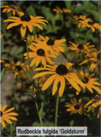 Rudbeckia fulgida Goldsturm