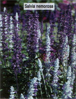 Salvia nemorosa