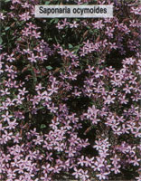 Saponaria ocymoides