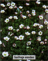 Saxifraga arendsii