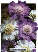 Scabiosa caucasica