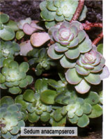 Sedum anacampseros