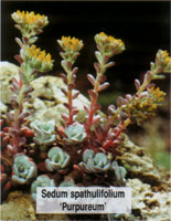 Sedum spathulifolium Purpureum