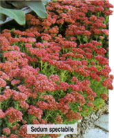 Sedum spectabile