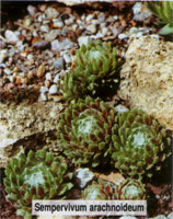 Sempervivum arachnoideum
