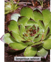 Sempervivum tectorum