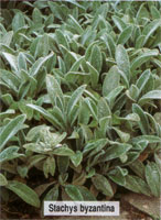 Stachys byzantina