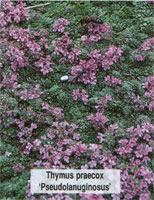 Thymus praecox Pseudolanuginosus