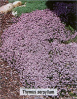 Thymus serpyllum