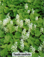 Tiarella cordifolia