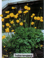 Trollius europaeus