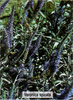 Veronica spicata