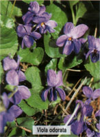 Viola odorata