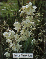 Yucca filamentosa