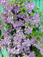 Clematis 